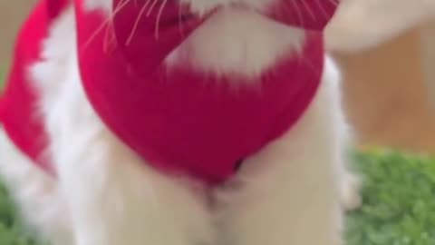 Cat video best off The 2022 kitten's #beautiful Compilatios