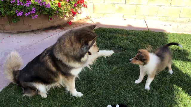 Puppy Pounces All Over Adult Husky