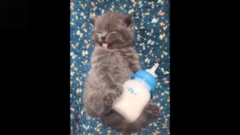 Cute & Funny Animals Video Compilation