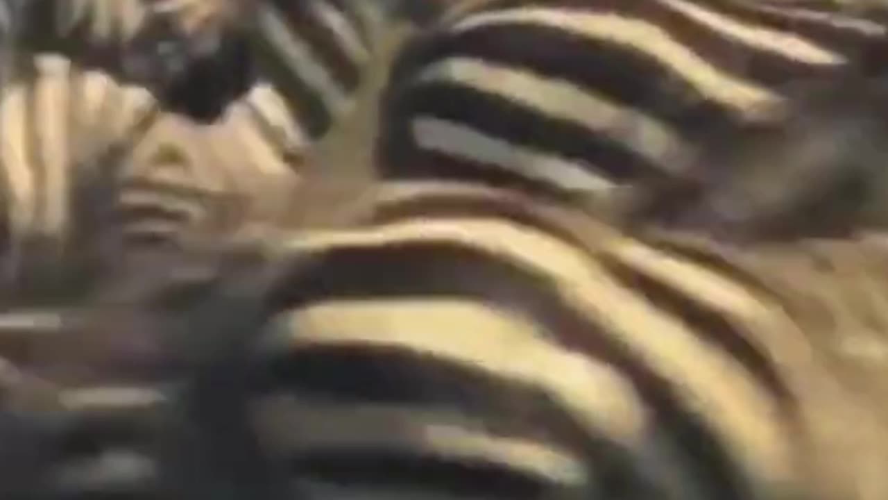 zebra kicks lion