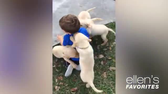 Dog play with children