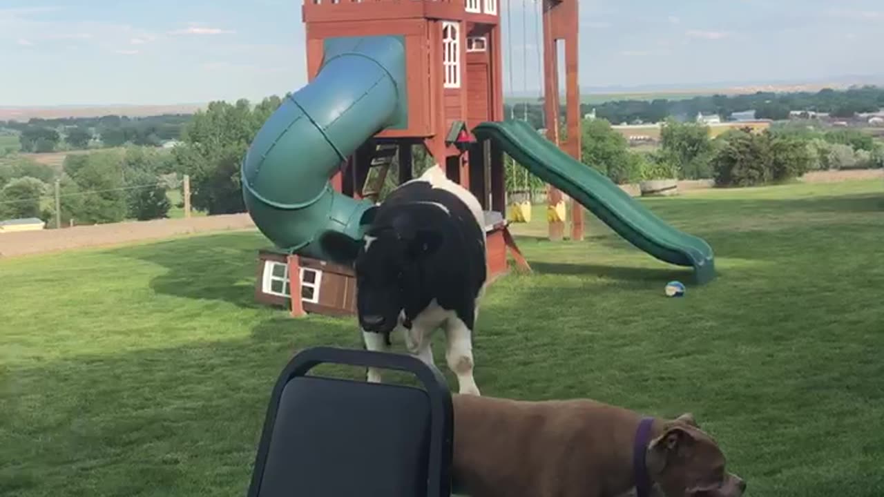 Calf Thinks He's a Dog