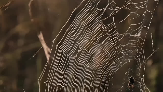 A spider's web