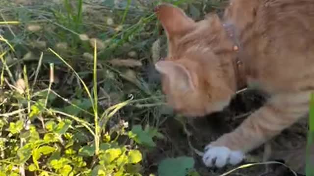 Funnycats πΊπΊπβ€β€π