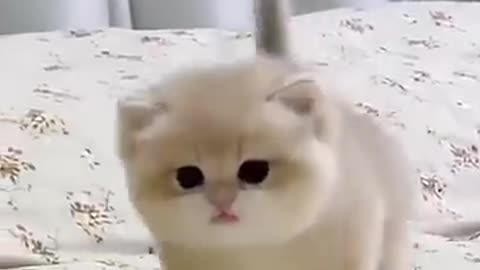 Cute baby kitten sound ❤️