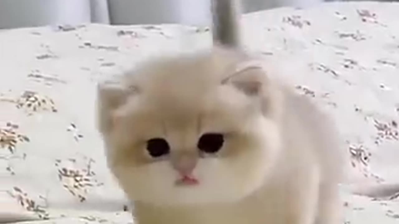 Cute baby kitten sound ❤️