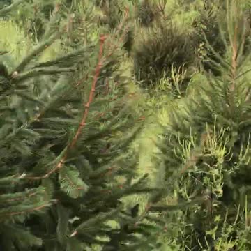 Inside an evergreen tree farm near Doylestown pa