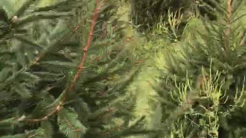 Inside an evergreen tree farm near Doylestown pa