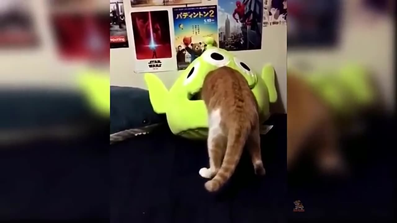 cute cats video