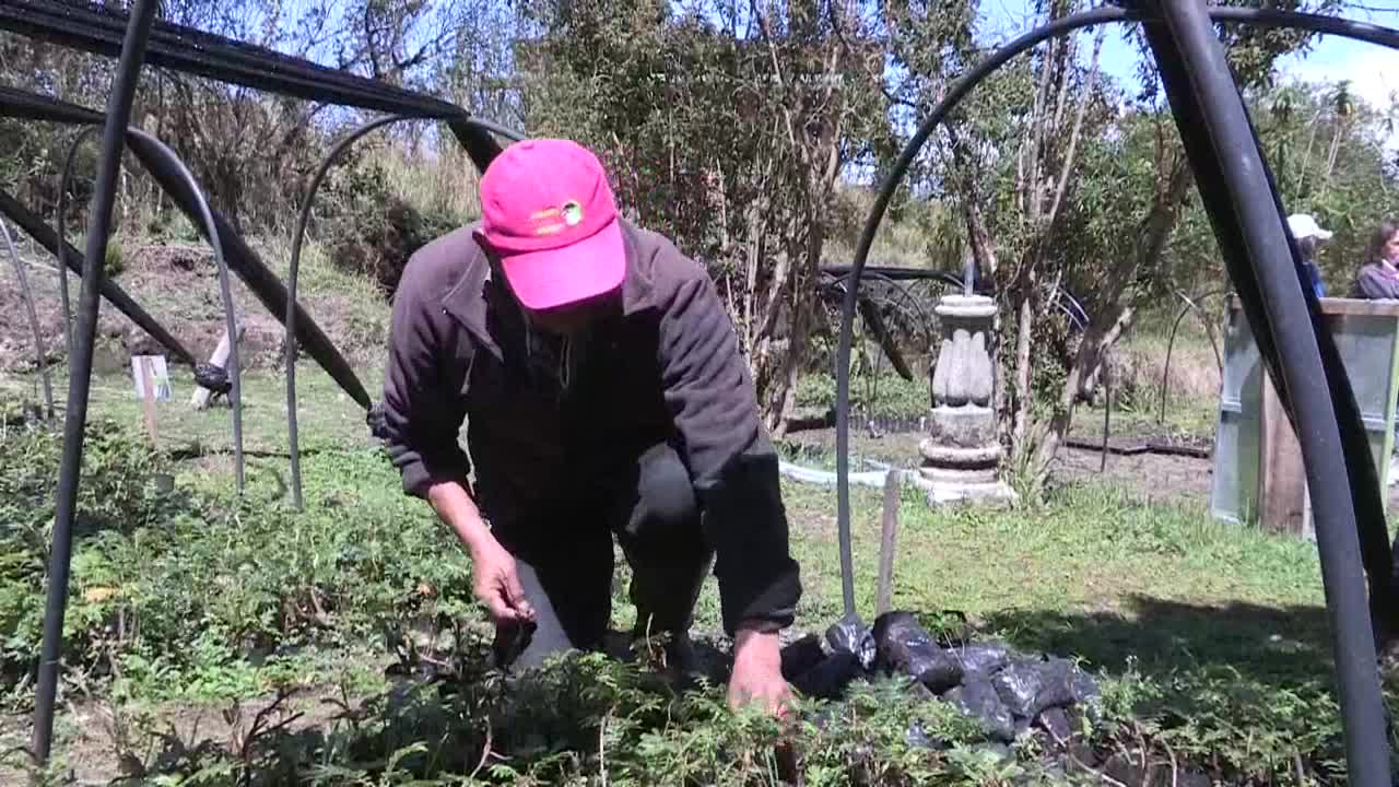 Nueve millones de árboles nuevos para combatir crisis climática en Ecuador