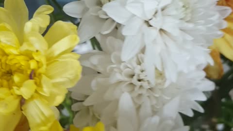 beautiful flower in my desk