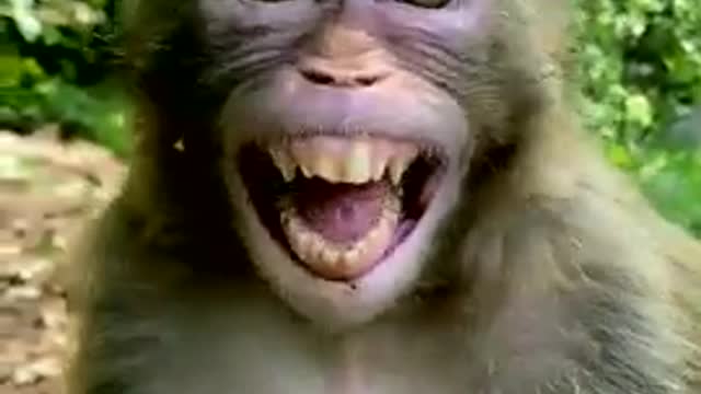 Monkey Crazy Laughing