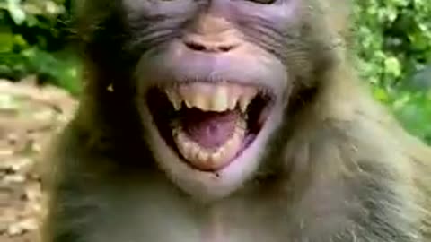 Monkey Crazy Laughing