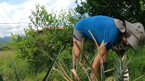 Creating A Homestead in Colombia