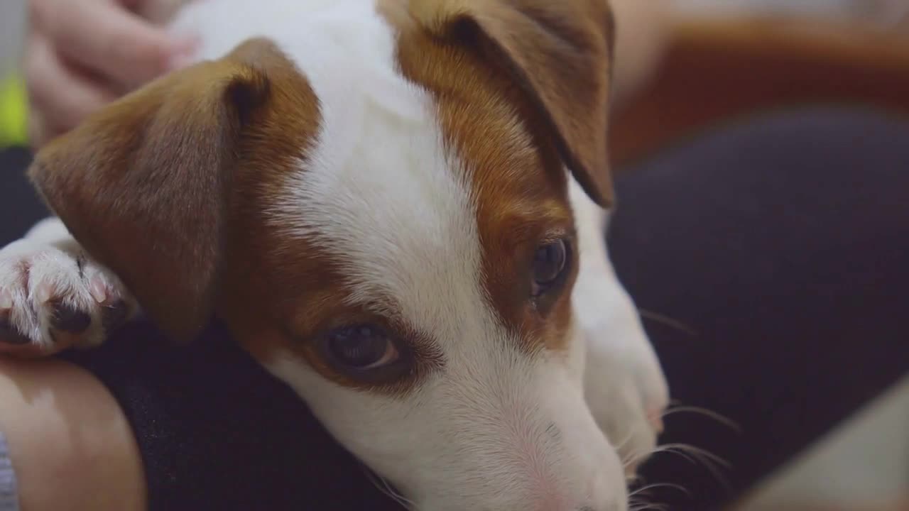 Jack Russell Terrier dog looking to camera Handheld shot