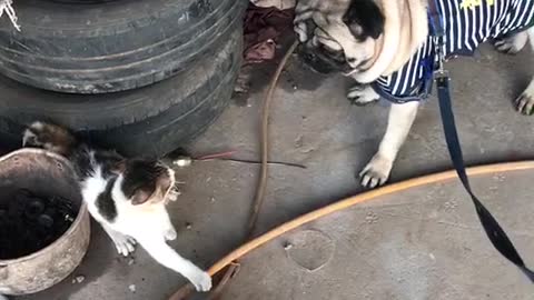 The dog wants to pounce on the cat, but only roars, not dare