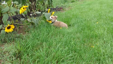 Rigby Wrestles with Sunflowers