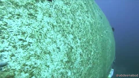 Why There Is Plastic In Fish Meat_2