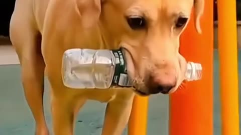 Funny Animal #3