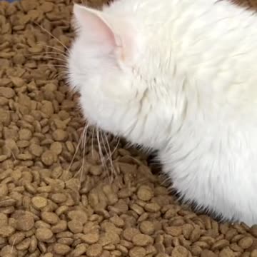 Is is my cats for family funny