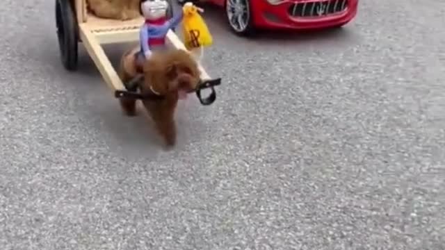 Dogs and car