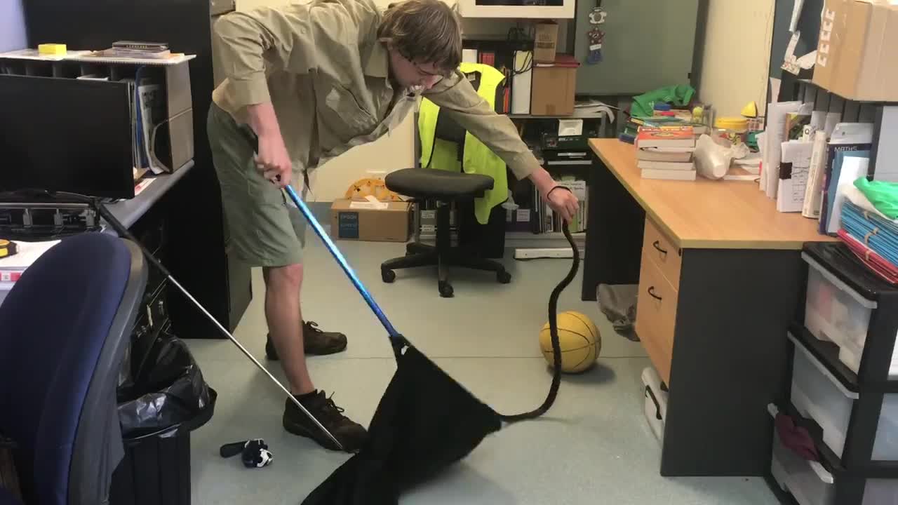 Red Bellied Black Snake Under a Desk