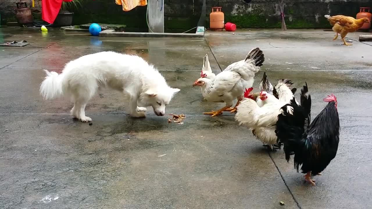 Funny dog and chicken gang Fight 2021 || Funny animal videos