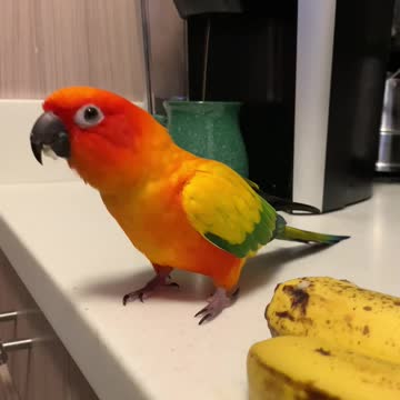 Excited parrot dances for his morning banana treat