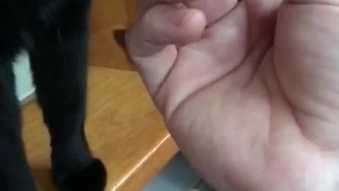 Dog watches black cat slowmo eat chip