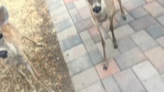 Baby deers first taste banana