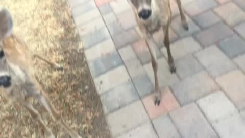 Baby deers first taste banana