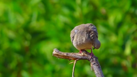 Unique wonderful bird