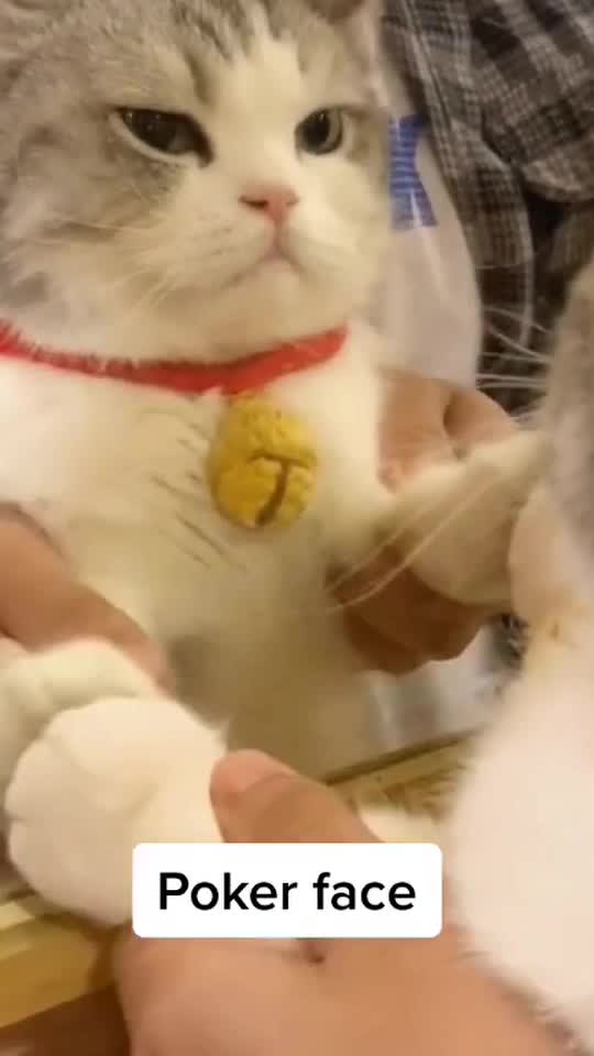 🐱:human being are boring.