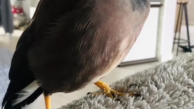 Amazing tame bird (Acridotheres tristis )