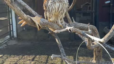 Animal Caretaker Checks On Rescued Owl