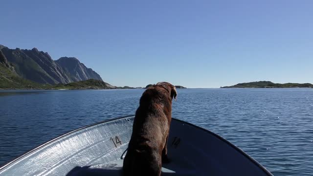 A dog having fun