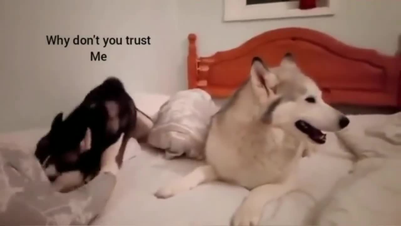 Couple husky dogs fighthing