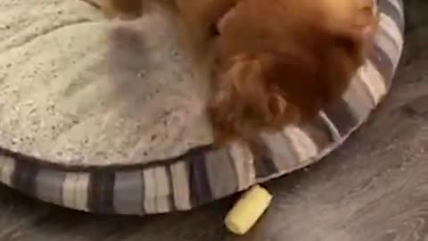 Golden Retriever Playing With Corn