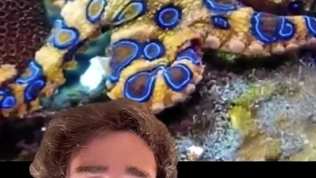 The Blue-Ringed Octopus☠️ (ib_ @mndiaye_97) animals#facts#educate