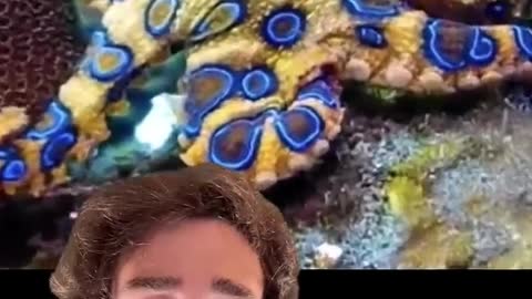 The Blue-Ringed Octopus☠️ (ib_ @mndiaye_97) animals#facts#educate