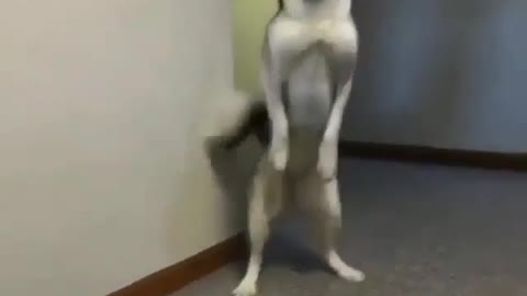 Dog's self -entertainment