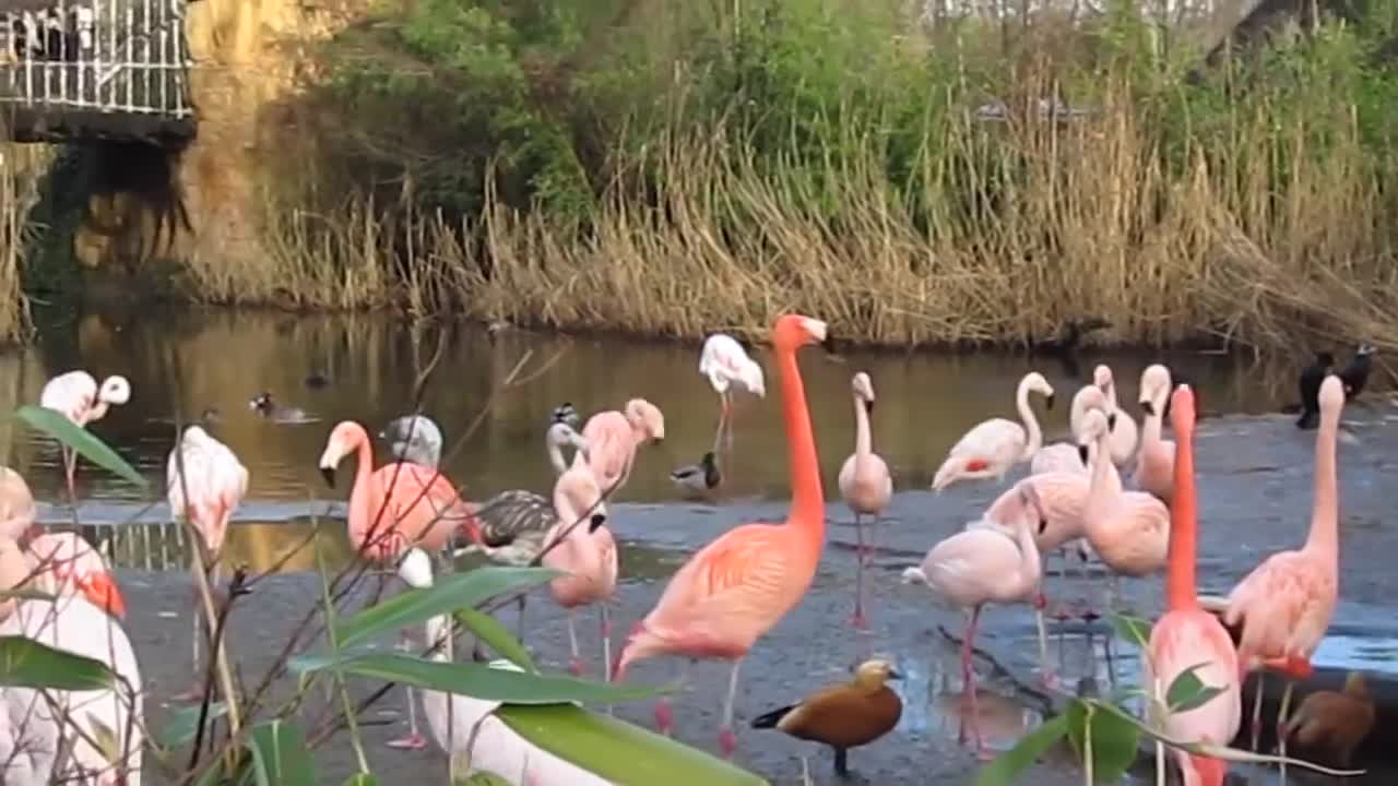 A Flamboyance of Flamingos