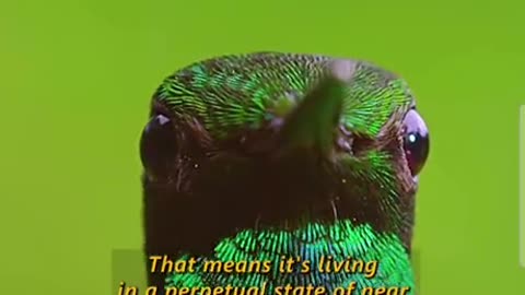 This hummingbird is the size of your thumb