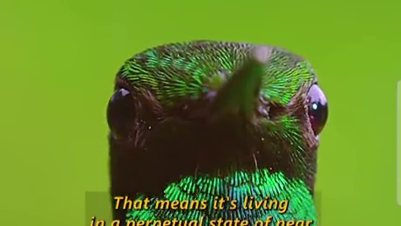 This hummingbird is the size of your thumb