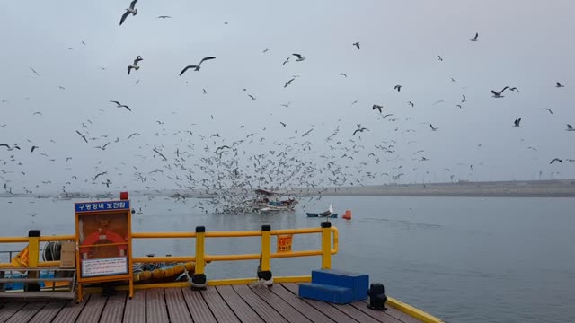 When the seagulls of Samgilpohang