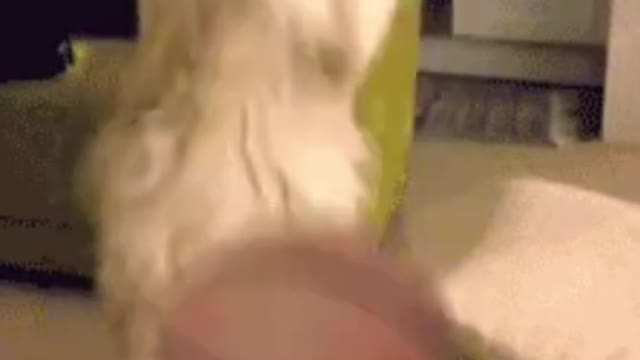 Cat and basketball