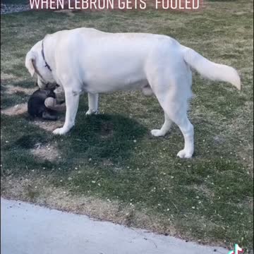 When Lebron Gets "Fouled"