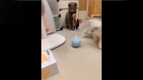 Funny Cats 2022!