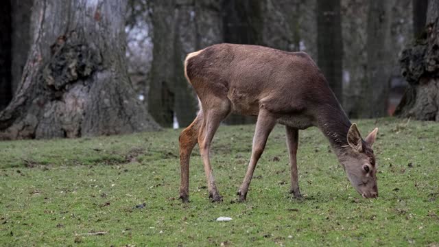 Cute and funny deer short