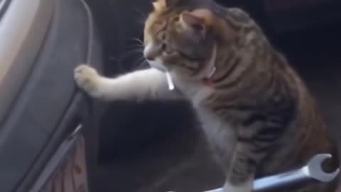 Sigma cat :)